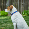 dog wearing grateful dead collar